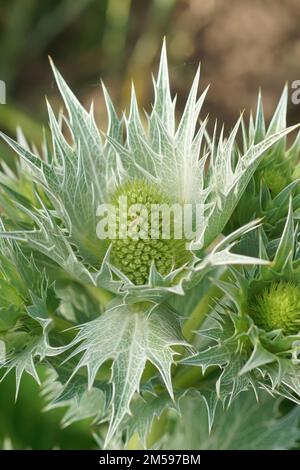 Gros plan détaillé du fantôme de Miss Willmott, Eryngium giganteum, plante à fleurs dans le jardin Banque D'Images