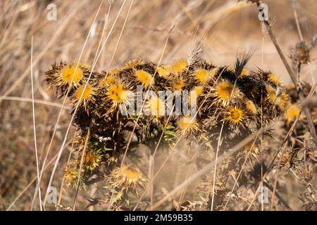 Carlina vulgaris dans les mauvaises herbes à la lumière du jour Banque D'Images