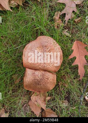 Gros plan vertical de Tapinella atrotomentosa croissant dans une forêt Banque D'Images