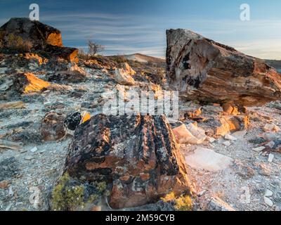 Der versteinerte Wald von Jaramillo in Patagonien, Argentinien. Banque D'Images