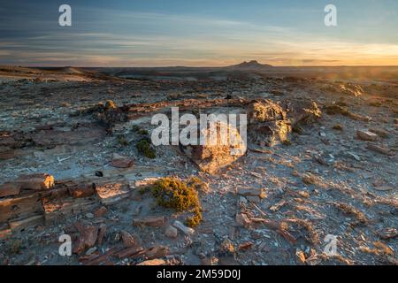 Der versteinerte Wald von Jaramillo in Patagonien, Argentinien. Banque D'Images