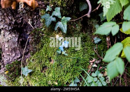 Une petite, belle lierre bleue, dans le bois, entouré par la nature luxuriante. Banque D'Images