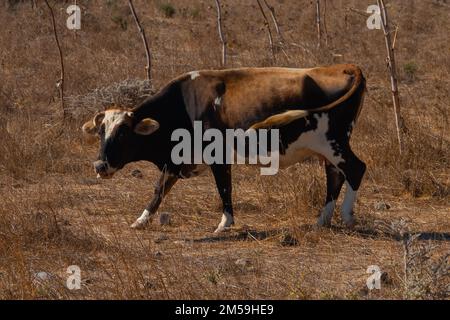 Vaches broutant dans les buissons près du village Banque D'Images