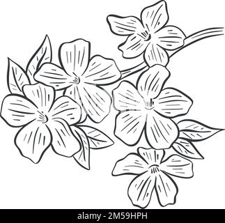 Esquisse de branche d'arbre en fleur. Floraison printanière Illustration de Vecteur