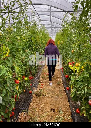 Caen, France 2022. tomates de serre - femme marchant dans la serre écologique Banque D'Images