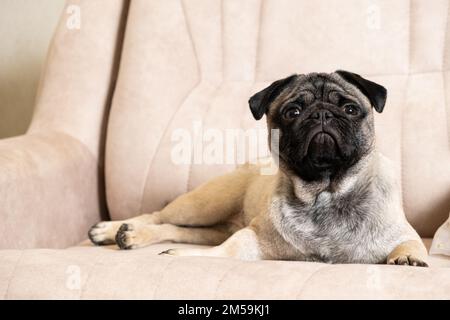 Un drôle de pug d'un an se trouve sur un canapé beige clair, un endroit pour le texte. Petits chiens de race pure, magasin pour animaux de compagnie. Banque D'Images