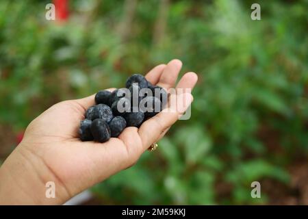 fruits de baies bleues sur les femmes main dans la nature Banque D'Images