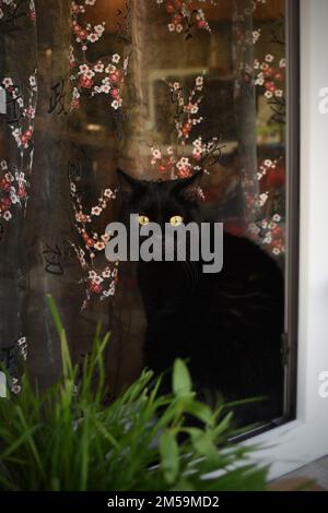 Chat noir avec les yeux jaunes est assis sur une fenêtre Banque D'Images