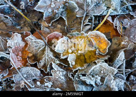Feuilles de chêne déchue aux couleurs bronze, orange et rouge à la fin de l'automne et au début de l'hiver, le matin froid et gelé avec une glace délicate en anglais Banque D'Images
