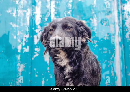 Chien noir. Abri pour animaux. Chien de rue sur fond bleu Banque D'Images