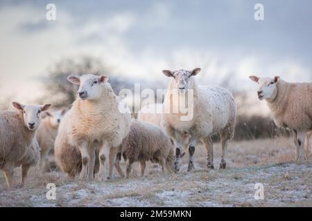 Un troupeau de moutons se dresse dans un champ couvert de gel par un froid matin d'hiver dans la campagne du Northumberland, en Angleterre. Banque D'Images