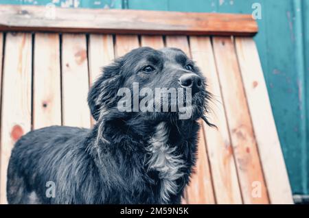 Chien noir dans une volière contre un mur de planche Banque D'Images