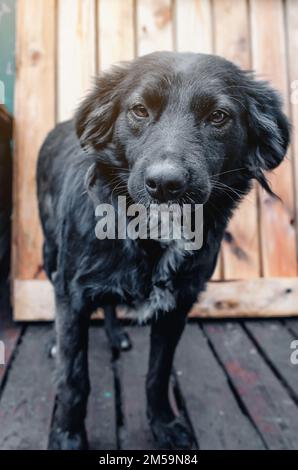 Chien noir dans une volière contre le mur de la planche Banque D'Images