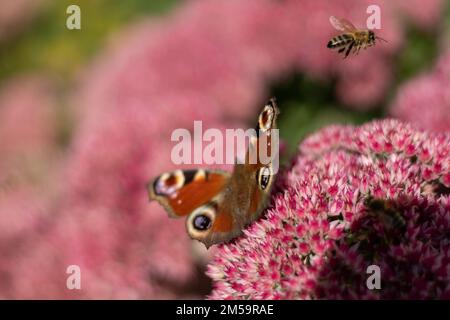 Un papillon de paon mange sur une fleur rose de Sedum - chou de lièvre. Un parterre de fleurs pollinisation par les insectes. Les papillons volent. Nature ensoleillé jour. Insecte. Ailes de papillon. Plante verte en gros plan. Banque D'Images