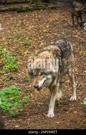 Loup eurasien , Canis lupus lupus, loup commun Banque D'Images