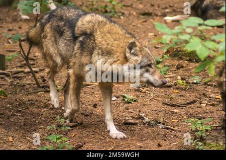 Loup eurasien , Canis lupus lupus, loup commun Banque D'Images