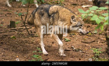 Loup eurasien , Canis lupus lupus, loup commun Banque D'Images