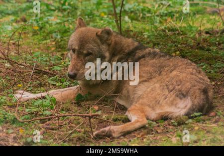 Loup eurasien , Canis lupus lupus, loup commun Banque D'Images