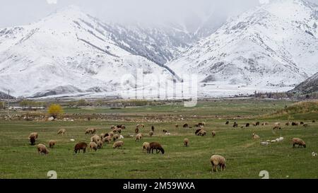 Paysage pastoral au Kirghizistan, les moutons broutent quelque part dans les montagnes d'Alay, sous les collines enneigées de la chaîne d'Alay, au Kirghizistan, en Europe centrale Banque D'Images