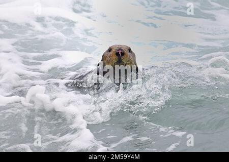 Pacific Grove, Californie, États-Unis. 26th décembre 2022. Hunts de loutre de mer dans les vagues de mer rugueuses (Credit image: © Rory Merry/ZUMA Press Wire) Banque D'Images