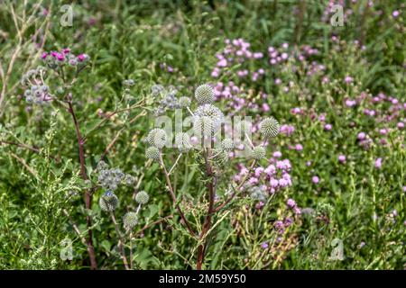 Eryngium campestre fleurit dans un pré d'été Banque D'Images