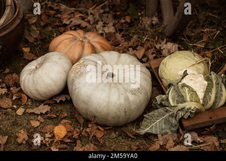 Citrouilles d'automne, chou-fleur et chou d'hiver récoltés Banque D'Images