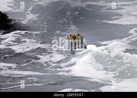 Pacific Grove, Californie, États-Unis. 26th décembre 2022. Hunts de loutre de mer dans les vagues de mer rugueuses (Credit image: © Rory Merry/ZUMA Press Wire) Banque D'Images