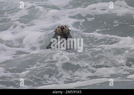 Pacific Grove, Californie, États-Unis. 26th décembre 2022. Hunts de loutre de mer dans les vagues de mer rugueuses (Credit image: © Rory Merry/ZUMA Press Wire) Banque D'Images