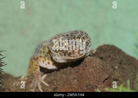 Gros plan frontal sur la tête d'un gecko léopard commun, Eublepharis macularius dans un terrarium Banque D'Images