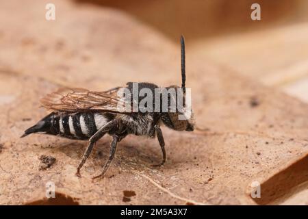 Gros plan détaillé sur une femelle de la grande abeille à queue fine, Coelioxys conoidea, sur la côte belge Banque D'Images