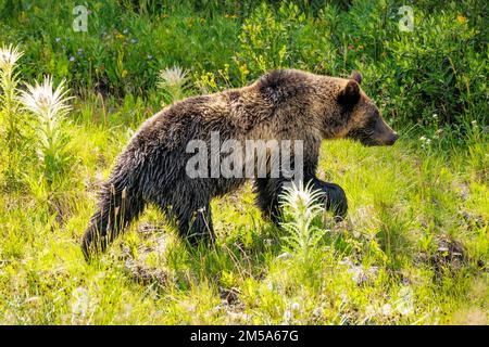 ours grizzli (ourson); (Ursus arctos horribilis); Ours grizzli; Ursus arctos horribilis; Col du Togwotee; 9 655 pieds; Continental Divide; Absaroka Banque D'Images