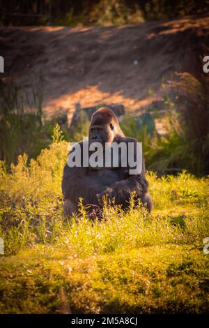 Un cliché vertical d'un singe assis au milieu d'un champ herbacé Banque D'Images