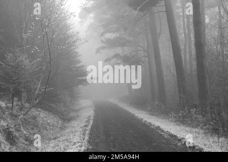 Image en noir et blanc lors d'une journée d'hivers brumeux dans la forêt de Hamsterley montrant la promenade Forest. Comté de Durham, Angleterre, Royaume-Uni. Banque D'Images