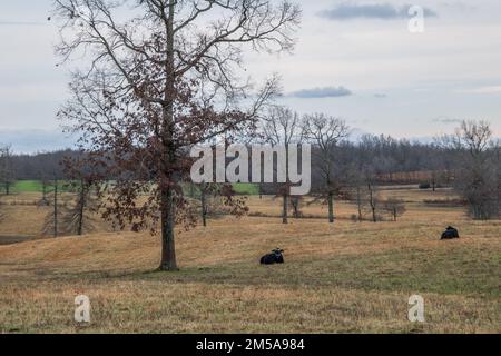 Deux vaches noires s'asseyant dans le champ de la ferme loin des autres vaches entourées d'arbres et de hautes herbes et des montagnes dans le remou Banque D'Images
