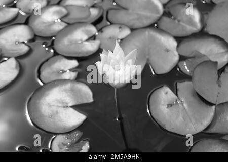 Un gros plan monochrome d'une fleur de lotus sacrée contre les feuilles d'un étang Banque D'Images