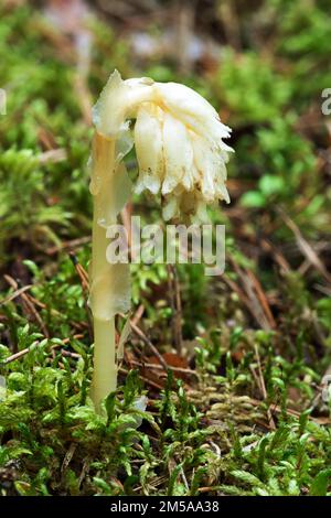 Plante parasitaire sans chlorophylle Pinesap (False Beech-drops, Hypopitys monotropa) dans une forêt de pins en Biélorussie, en Europe Banque D'Images