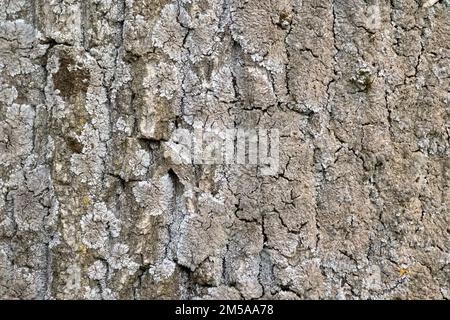 Écorce de peuplier barrée par image macro lichen Banque D'Images