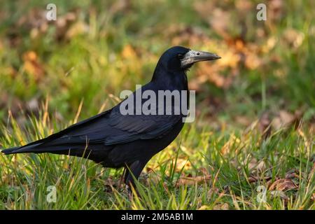 Gros plan du rook de Corvus frugilegus sur l'herbe Banque D'Images