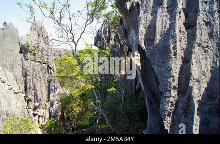 Forêt de pierres, Tsingy de Bemaraha, roche calcaire, Madagascar Banque D'Images