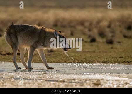 Le loup eurasien ou Canis lupus lupus marche en steppe Banque D'Images