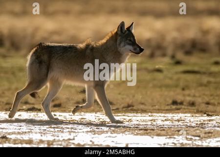 Le loup eurasien ou Canis lupus lupus marche en steppe Banque D'Images