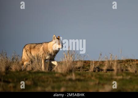 Le loup eurasien ou Canis lupus lupus marche en steppe Banque D'Images