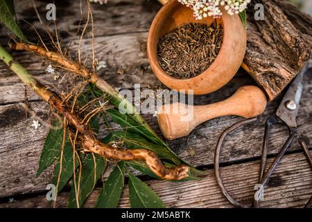 NAIN AÎNÉ racine séchée HERBE en vrac organique Sambucus ebulus, également connu sous le nom de danewort, adventice de dane, sang de danessang, nain aîné ou européen nain aîné, poudre Banque D'Images