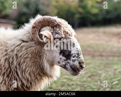 les moutons font le portrait des arbres en arrière-plan Banque D'Images