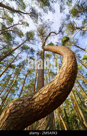 Le regard vers le haut dans les arbres, les pins à corkscreen magiques. Arrière-plan de la vue de dessous. Cime des arbres qui encadrent le ciel. Les sommets des pins à partir de l'angle bas. Tre Banque D'Images