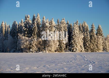 Des arbres gelés couverts de neige dans une forêt Banque D'Images