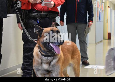 Deux équipes, chacune composée de soldats de la police militaire, de forces de l'ordre locales de la nation hôte, de chiens de travail et d'évaluateurs, ont peigné les couloirs de l'école américaine de Bruxelles lors d'un exercice d'intervention d'urgence le 16 février 2022 à l'annexe Sterrebeek de Zaventem, en Belgique. Banque D'Images