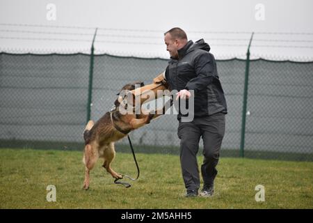 Torro, un chien de travail de la police militaire, attaque le bras rembourré du Sgt. Christopher Olver, sergent des opérations, à la suite d'un exercice d'intervention d'urgence. Deux équipes, chacune composée de soldats de la police militaire, de forces de l'ordre locales de la nation hôte, de chiens de travail et d'évaluateurs, ont peigné les couloirs de l'école américaine de Bruxelles lors d'un exercice d'intervention d'urgence le 16 février 2022 à l'annexe Sterrebeek de Zaventem, en Belgique. Banque D'Images