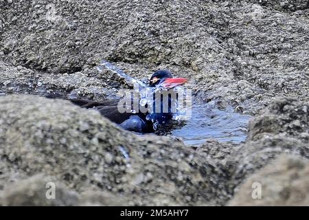 Pacific Grove, Californie, États-Unis. 27th décembre 2022. Oystercatcher prend un bain dans une piscine de roche (Credit image: © Rory Merry/ZUMA Press Wire) Banque D'Images