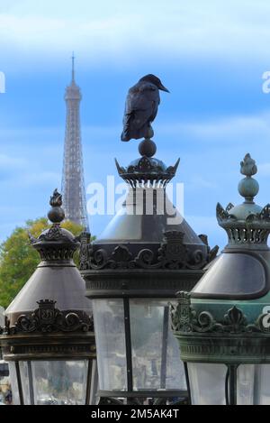 Paris, France. 30 octobre. 2022.oiseau, Corvus, perché sur de vieux lampadaires sur la place de la concorde, avec la tour eiffel. Crow en ville. Banque D'Images